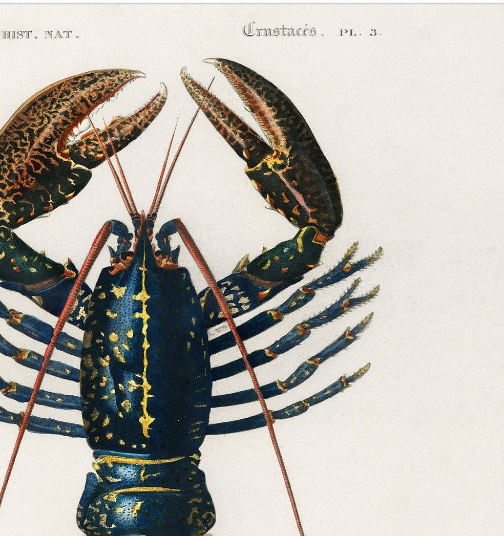 Lobster Print: Vintage Kitchen Wall Art