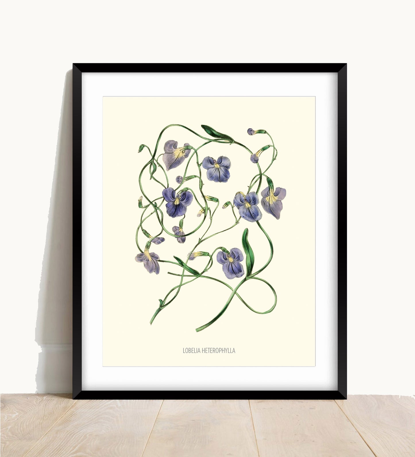 Joseph Paxton Botanical Prints