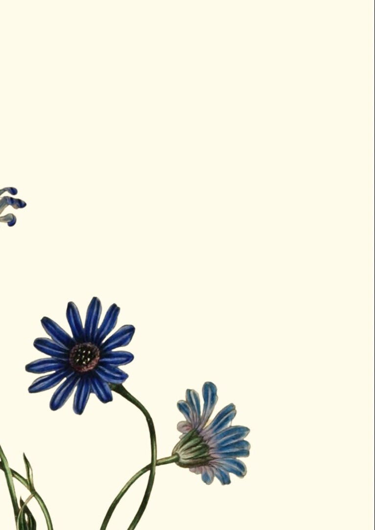 Joseph Paxton Botanical Print: Blue Flower Wall Art (A4/A3)