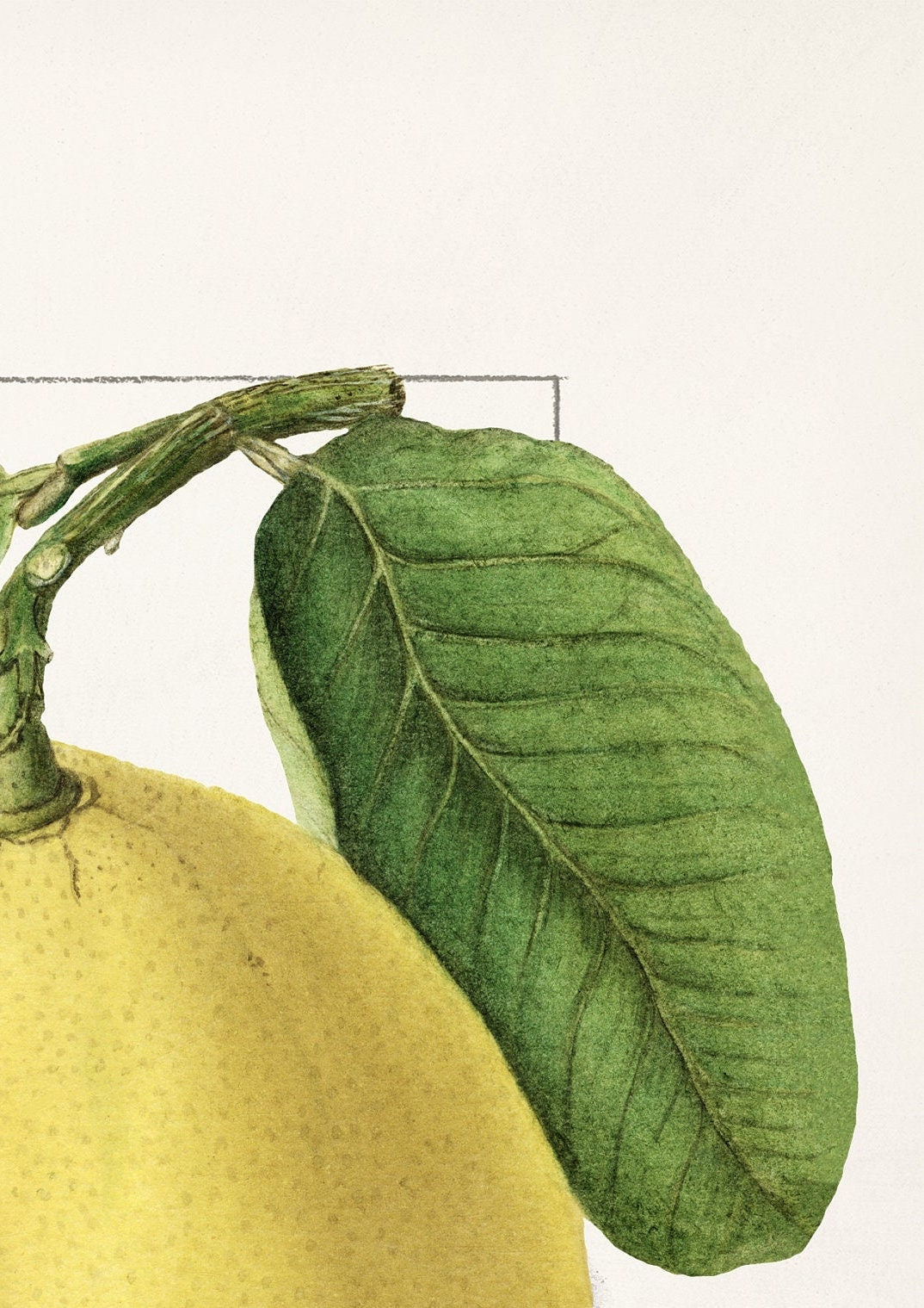 Vintage Lemon Print: A A Newton, Kitchen Wall Art