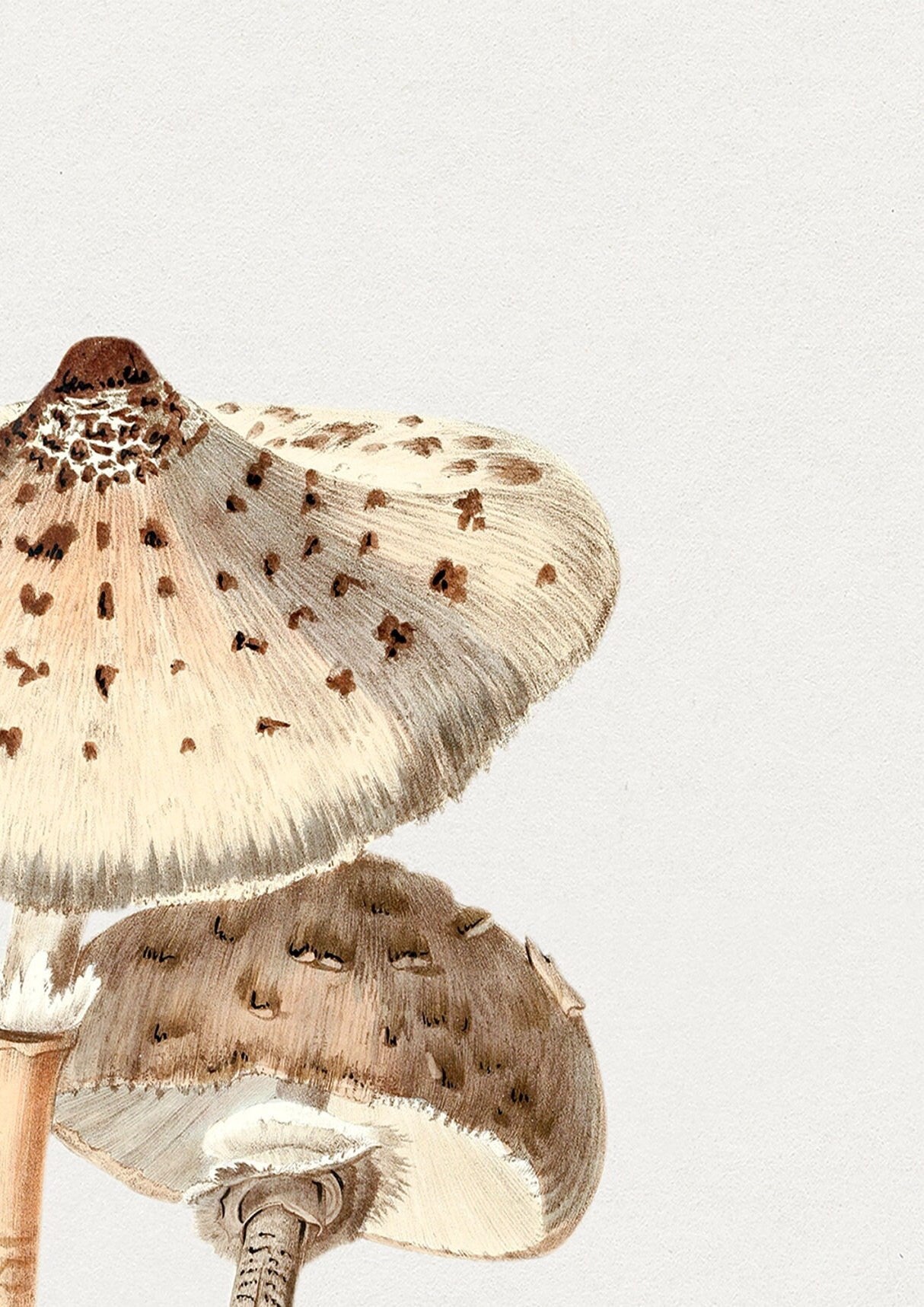 Vintage Mushroom Print: Fungi Botanical Wall Art