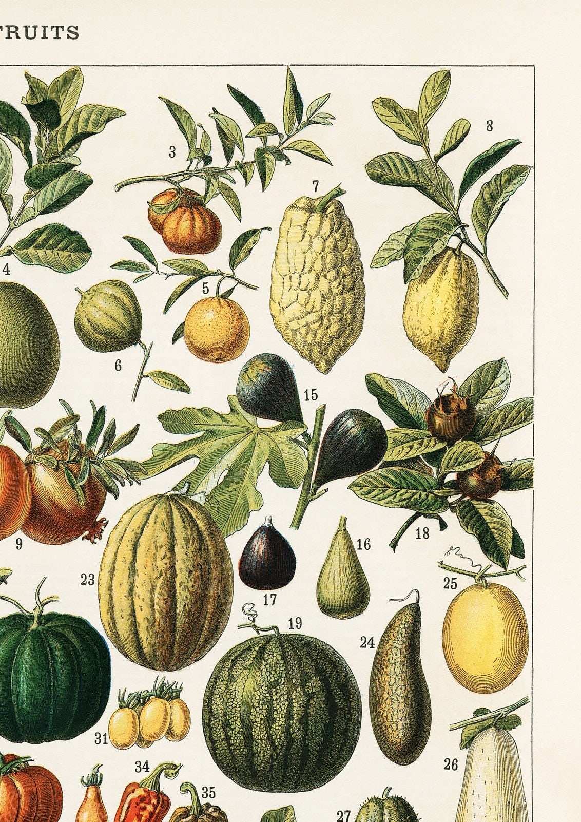 Vintage Fruit Botanical Print: Kitchen Wall Art (A4/A3/A2/A1)