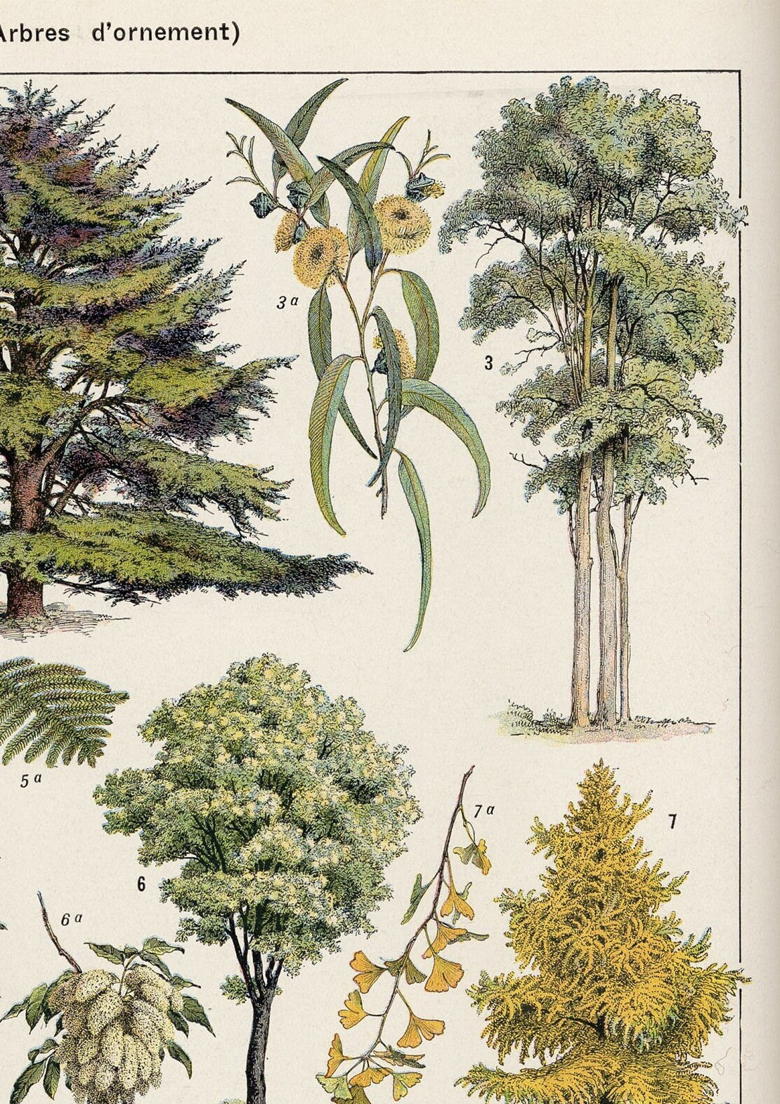 Vintage Tree Poster: Ornamental Garden Plants, Botanical Wall Art