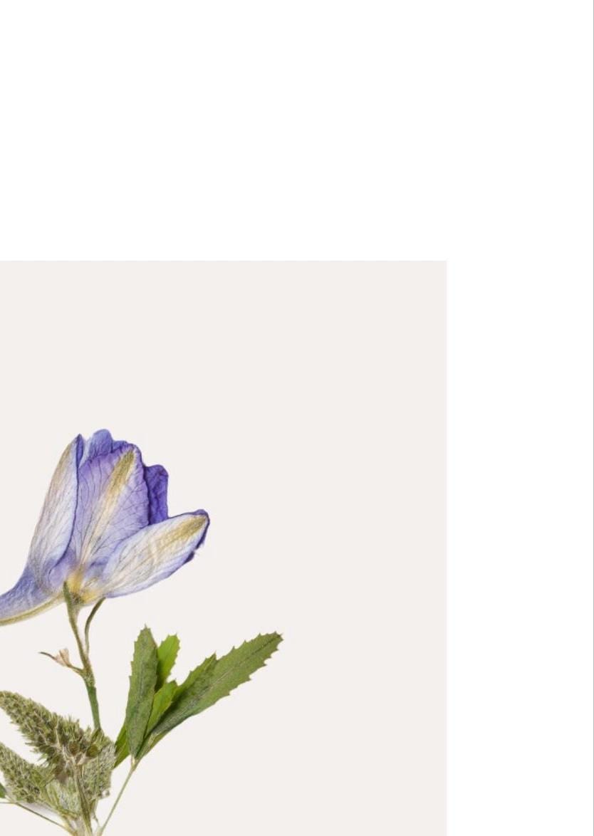 White & Cream Flower Print: Vintage Floral Wall Art