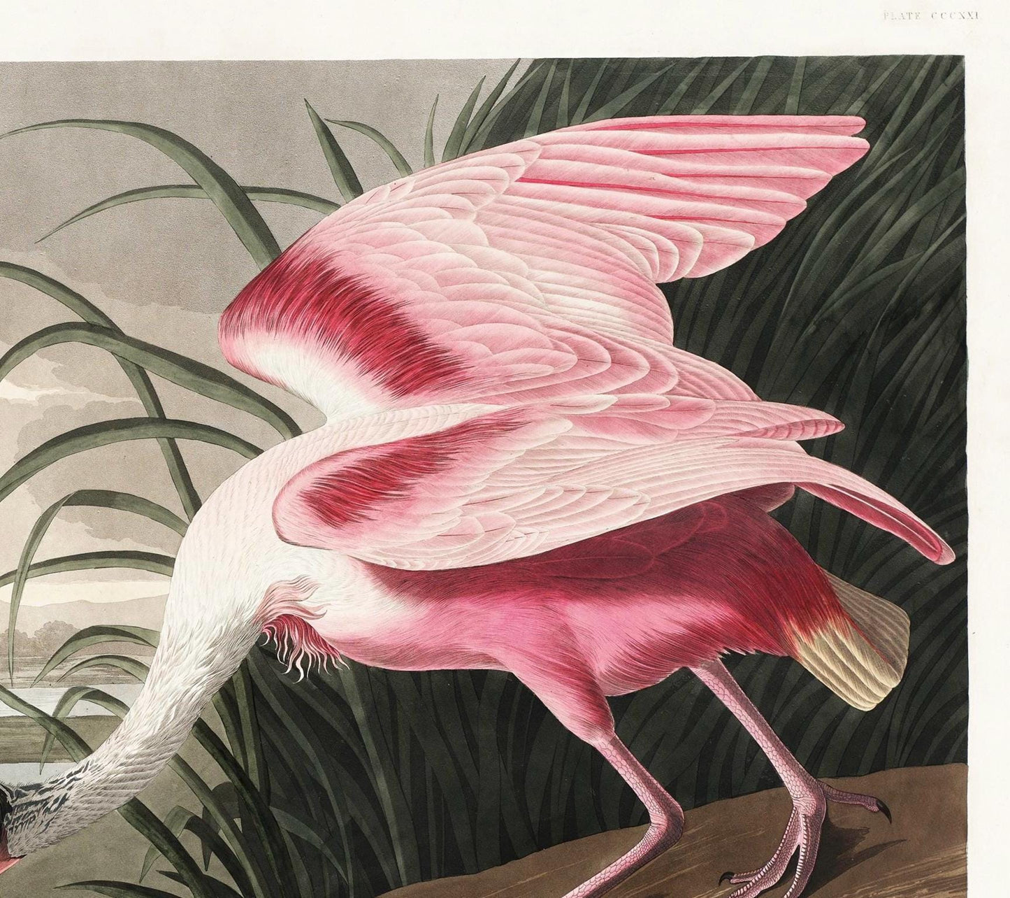 Roseate Spoonbill Print: John James Audubon, Vintage Bird Art