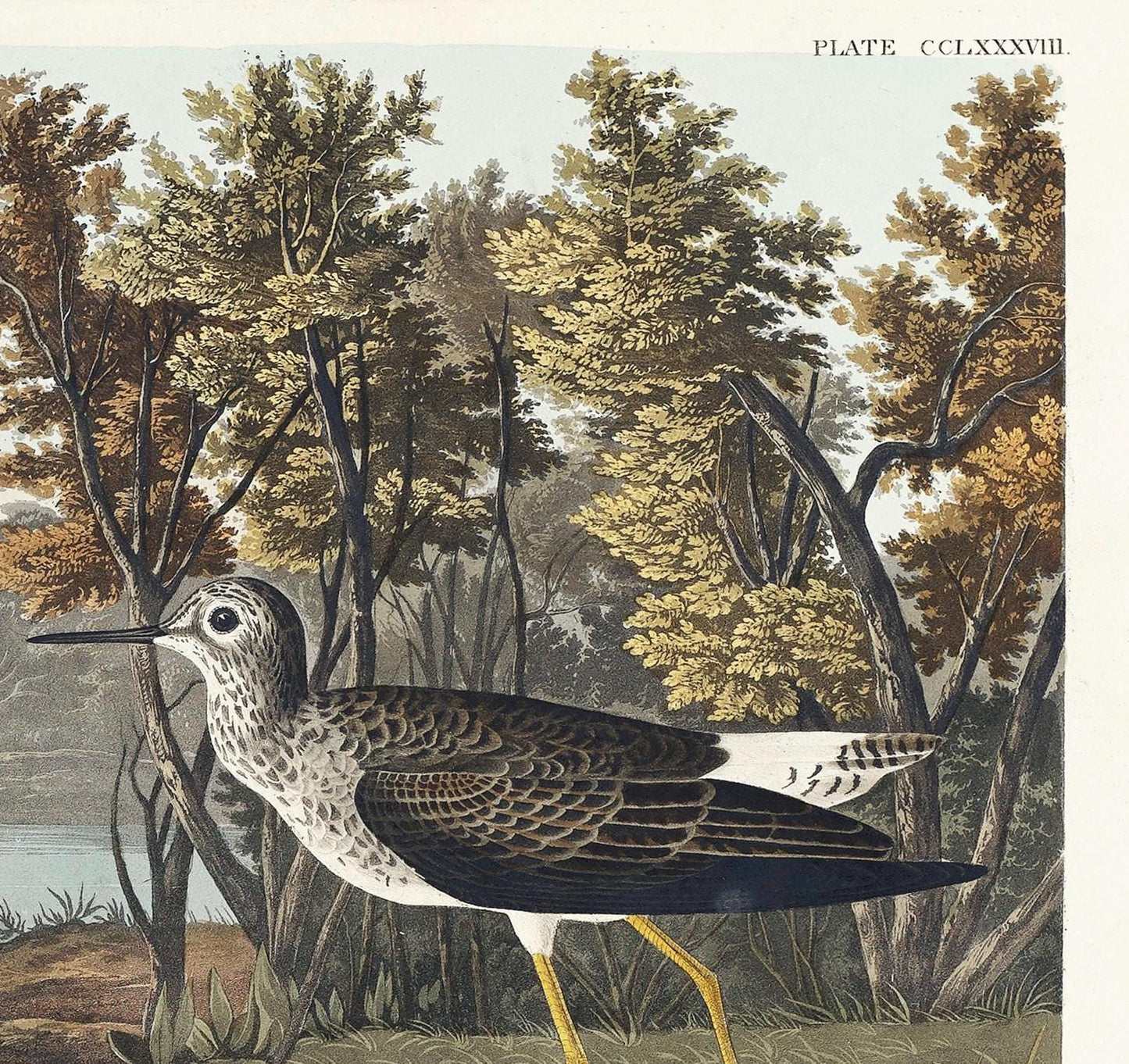 Audubon Yellow Shank Print: Vintage Birds of America Wildlife Art