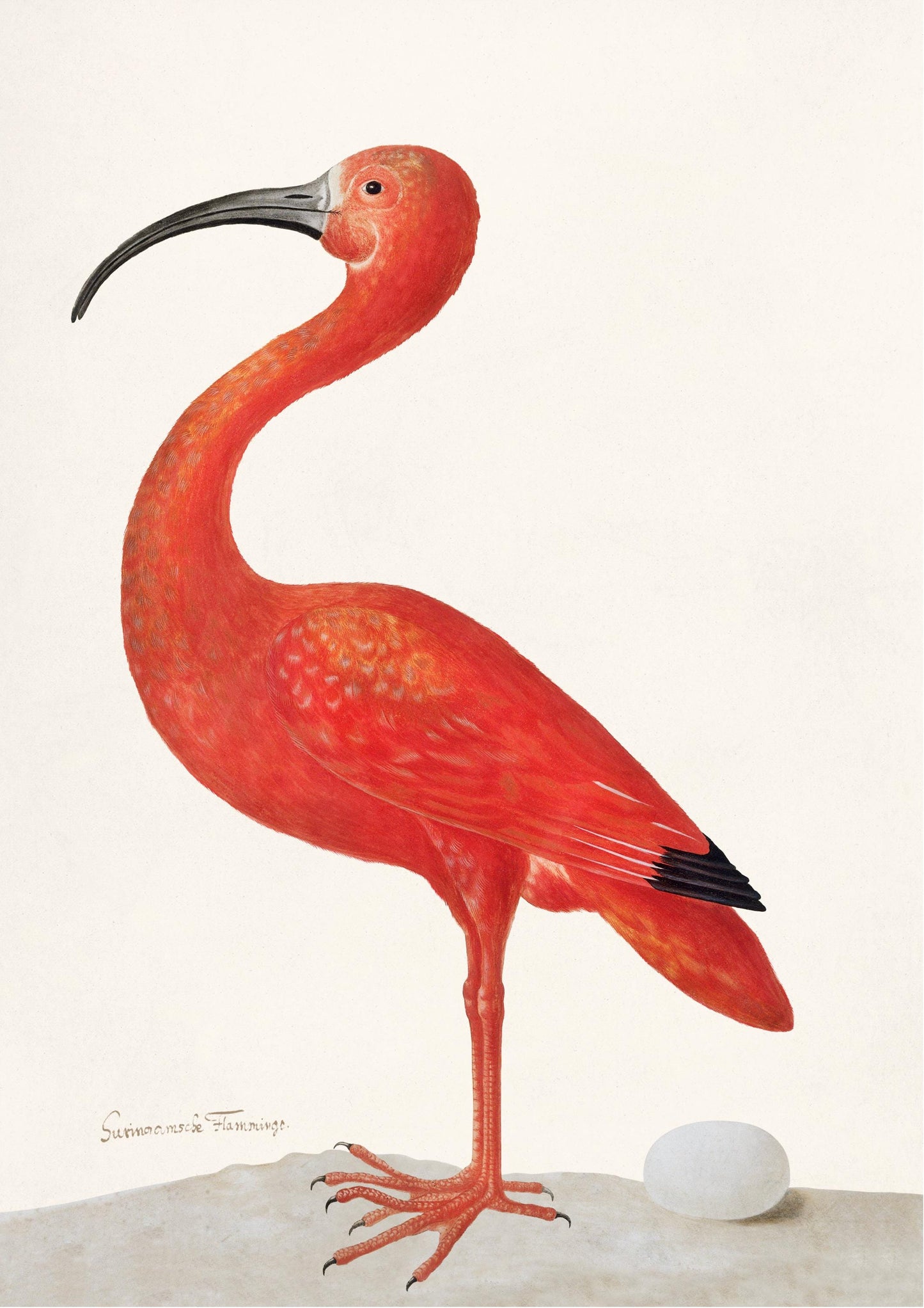 Vintage Pink Flamingo Print: Flamingo Wall Art