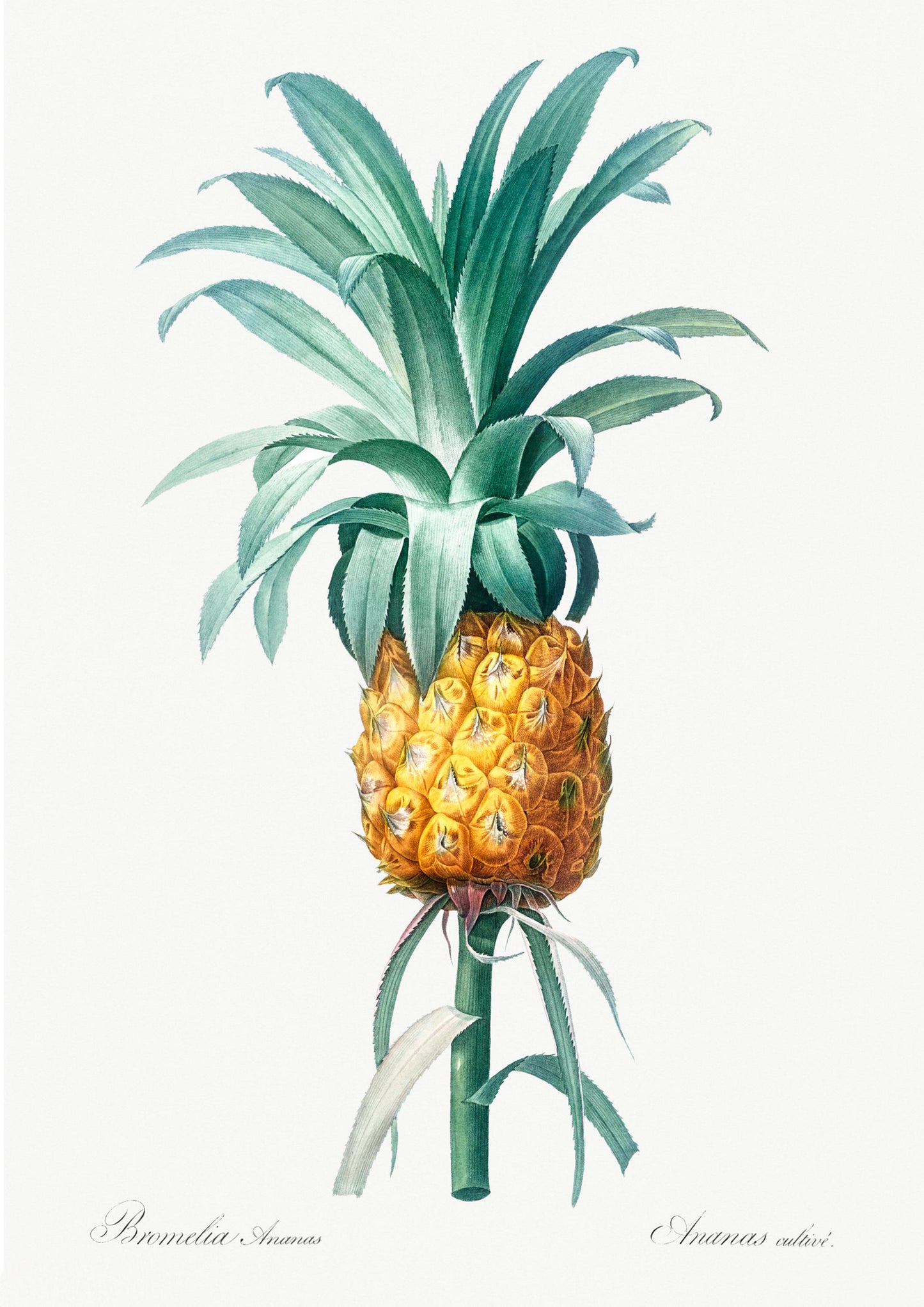 Vintage Pineapple Print: Vintage Botanical Wall Art