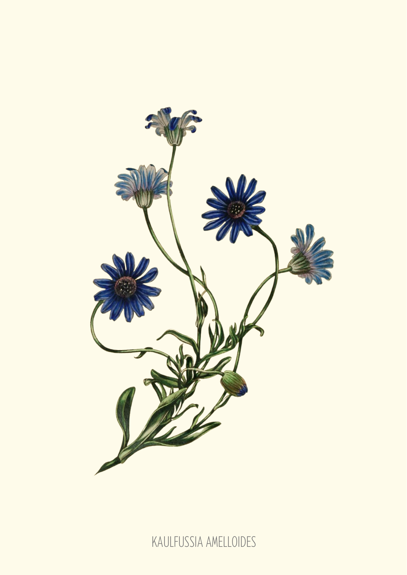 Joseph Paxton Botanical Prints