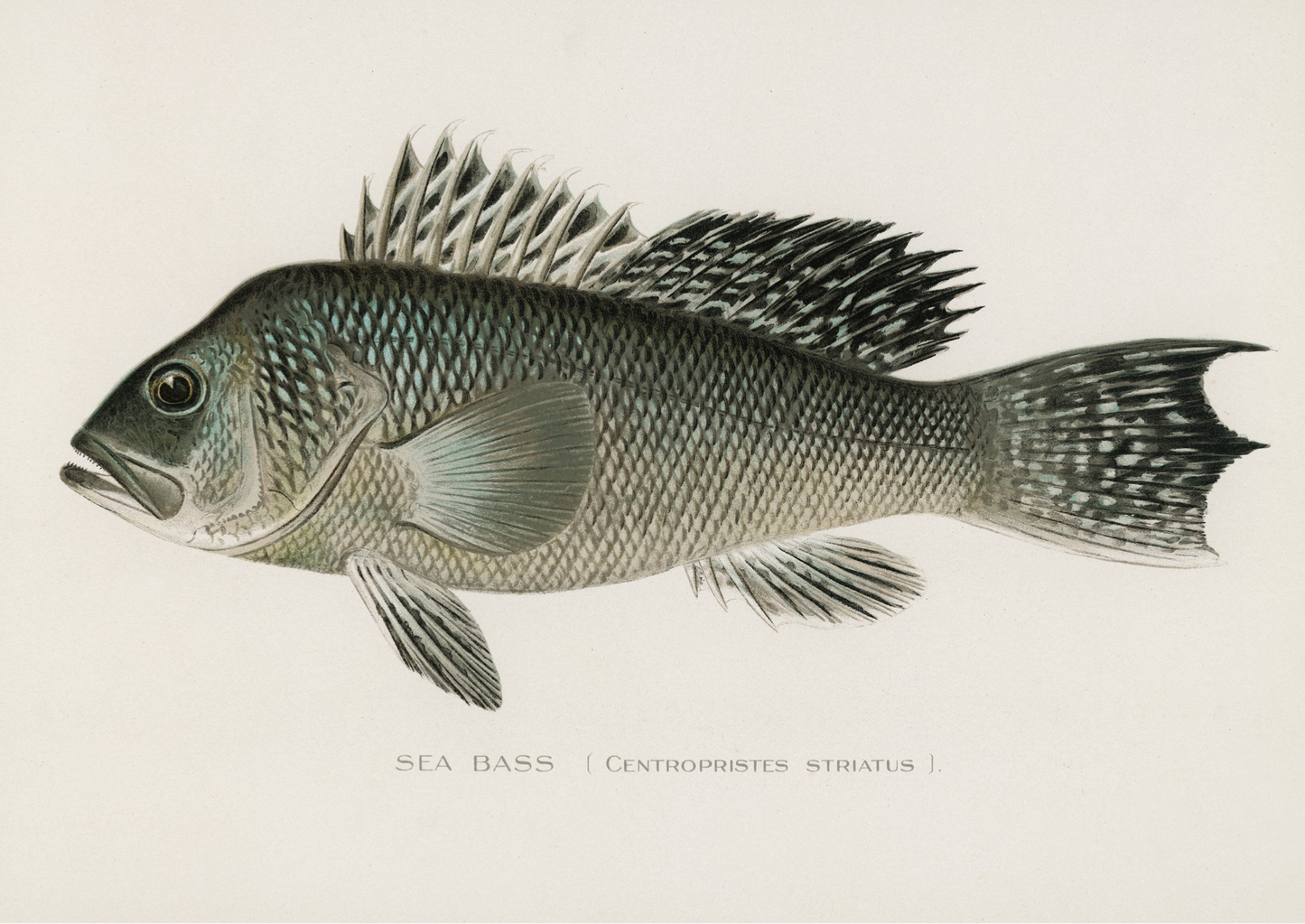 Sea Bass, Fishing Print