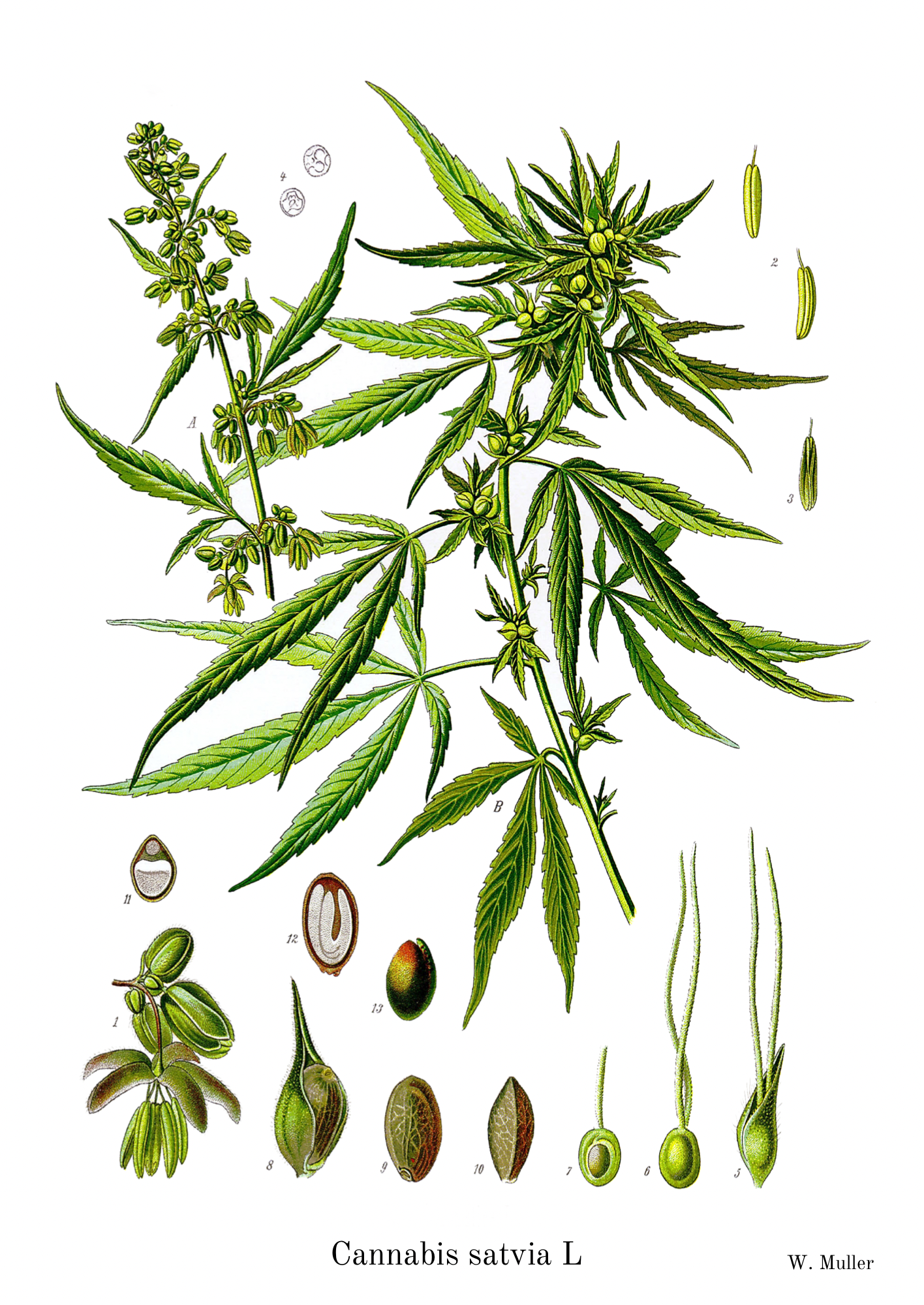 Cannabis Satvia Botanical Print