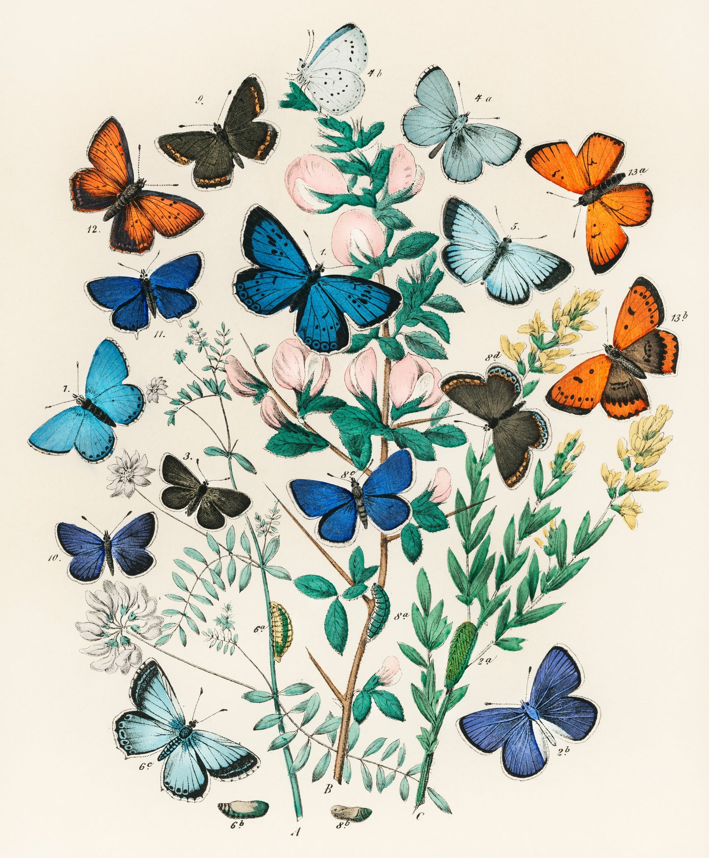 European Butterflies and Moths Vintage Print