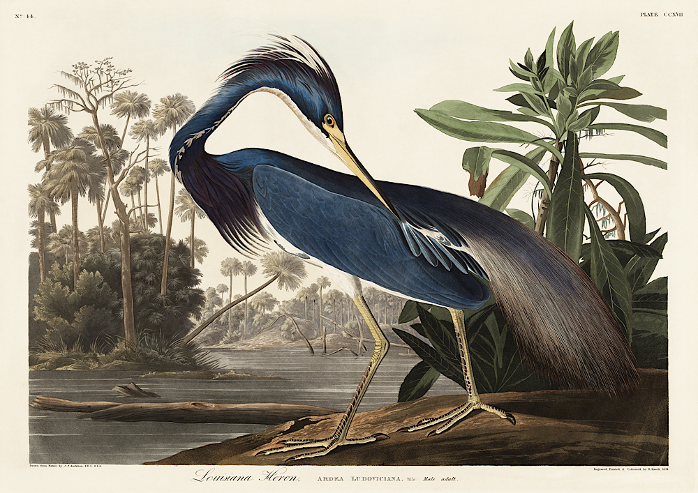 Blue Heron, Birds of America Print