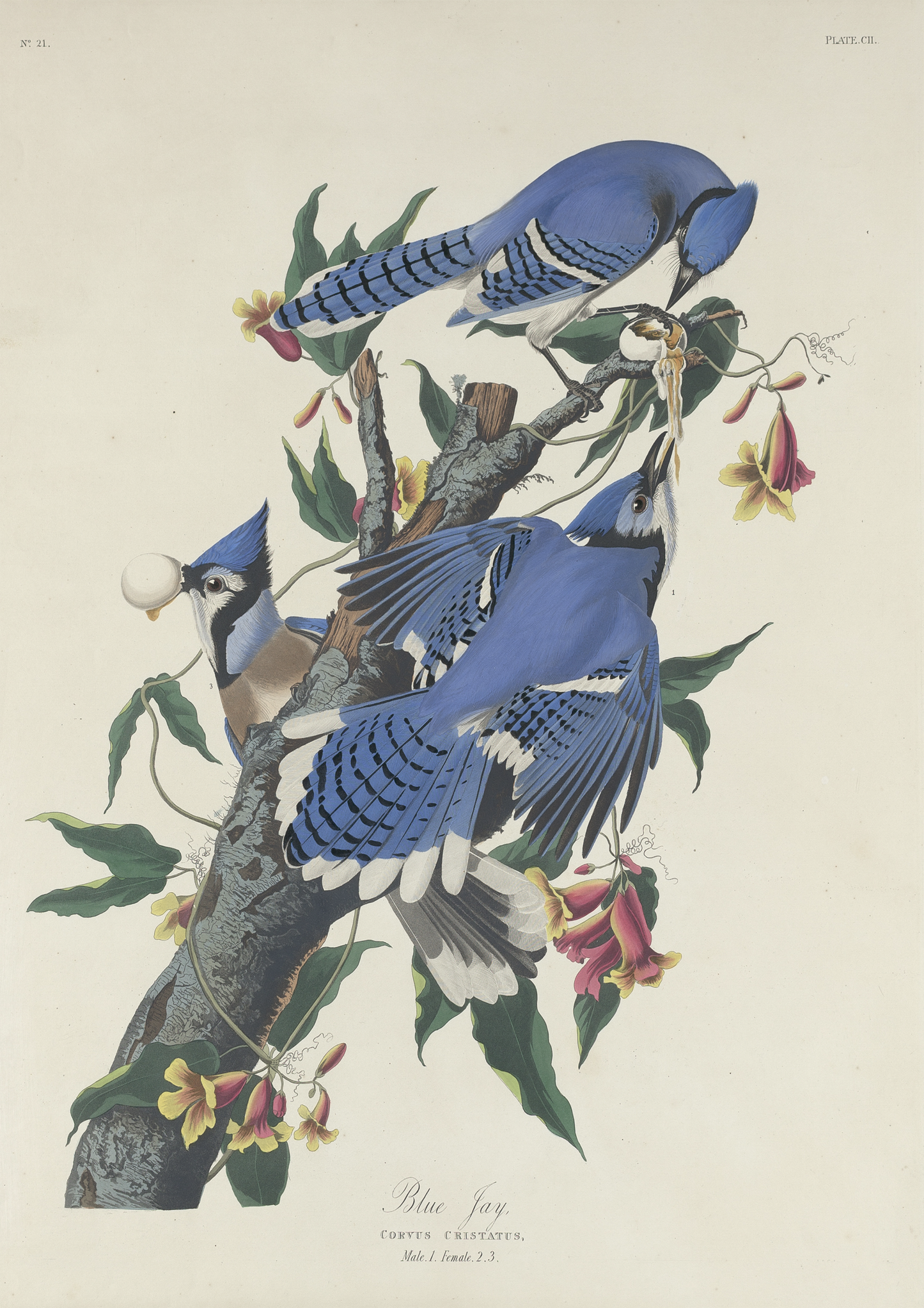 John James Audubon, Blue Jay Print