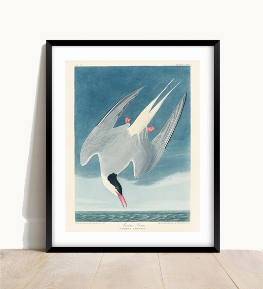 John James Audubon, Atlantic Tern Print