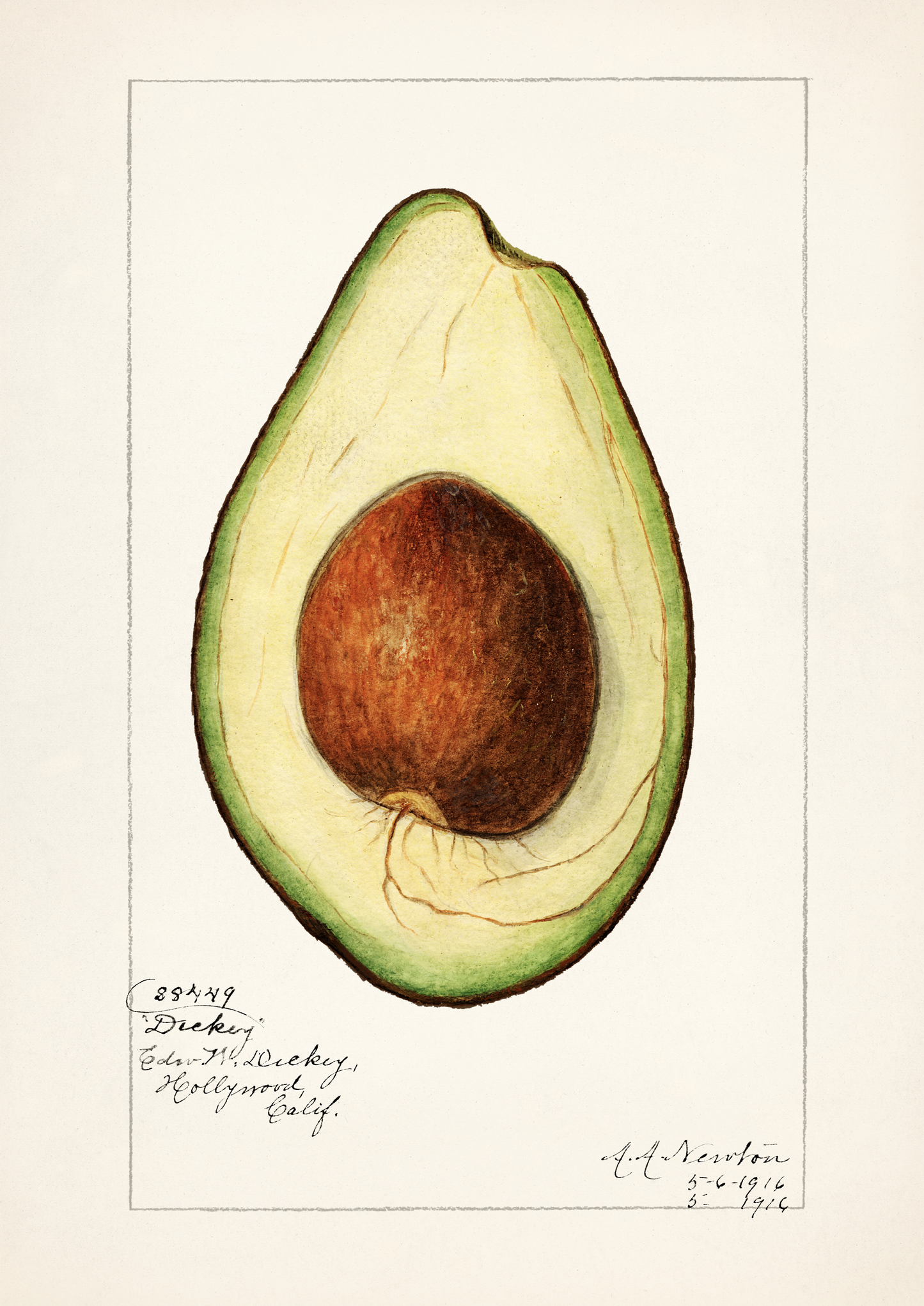 Vintage Avocado Print