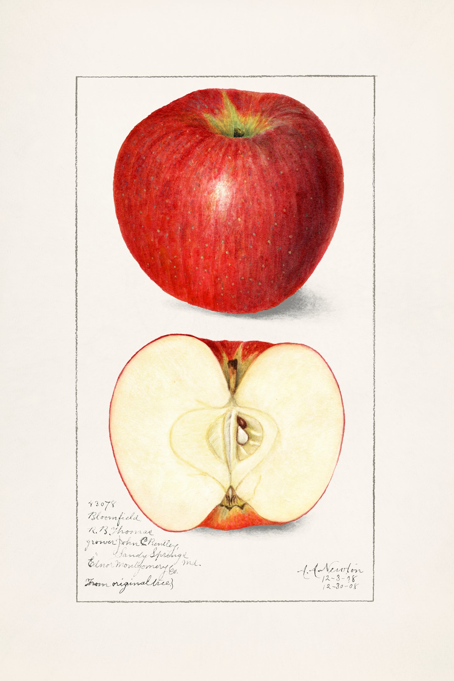 Vintage Apple Print