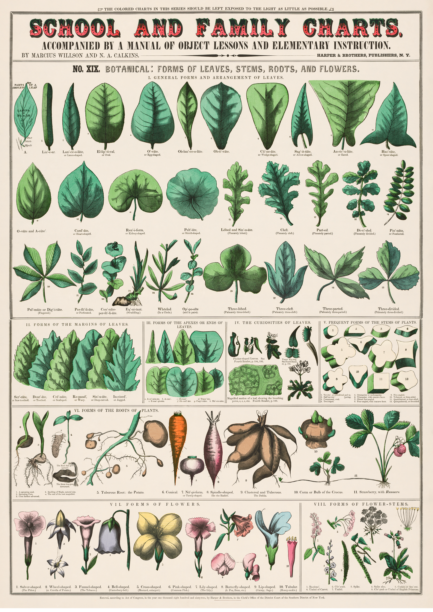 Vintage Botanical Print