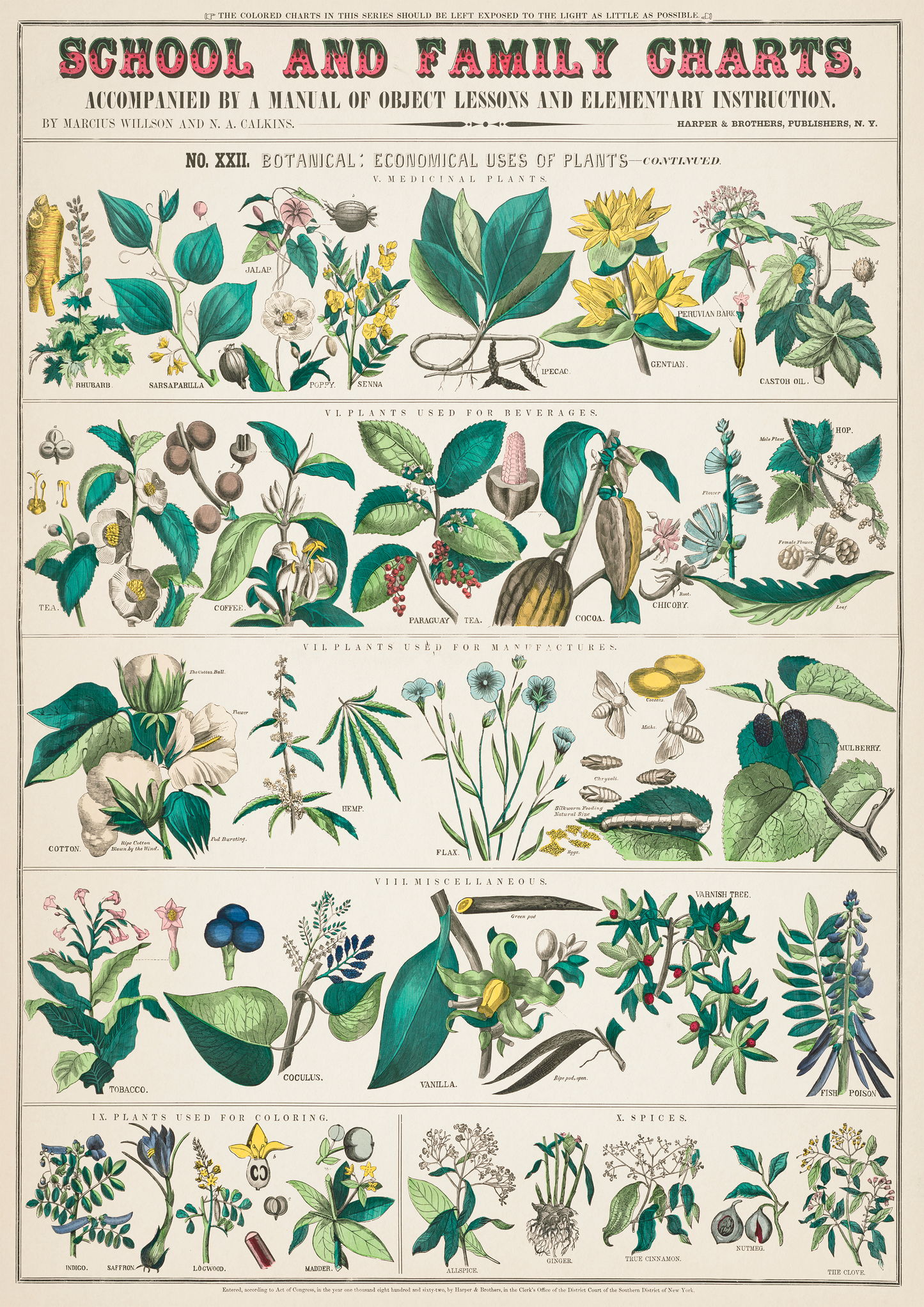 Vintage Botanical Print