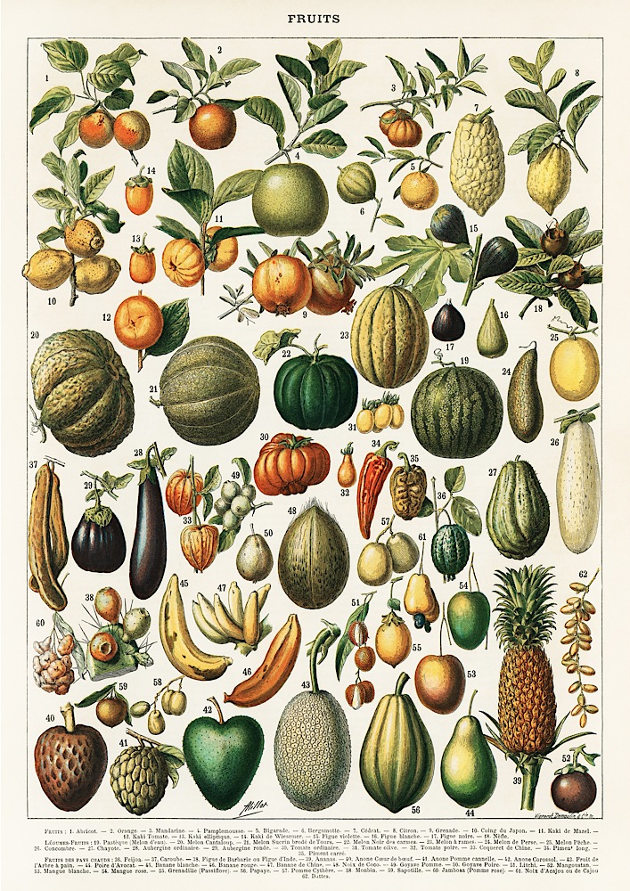 Vintage Fruit Print