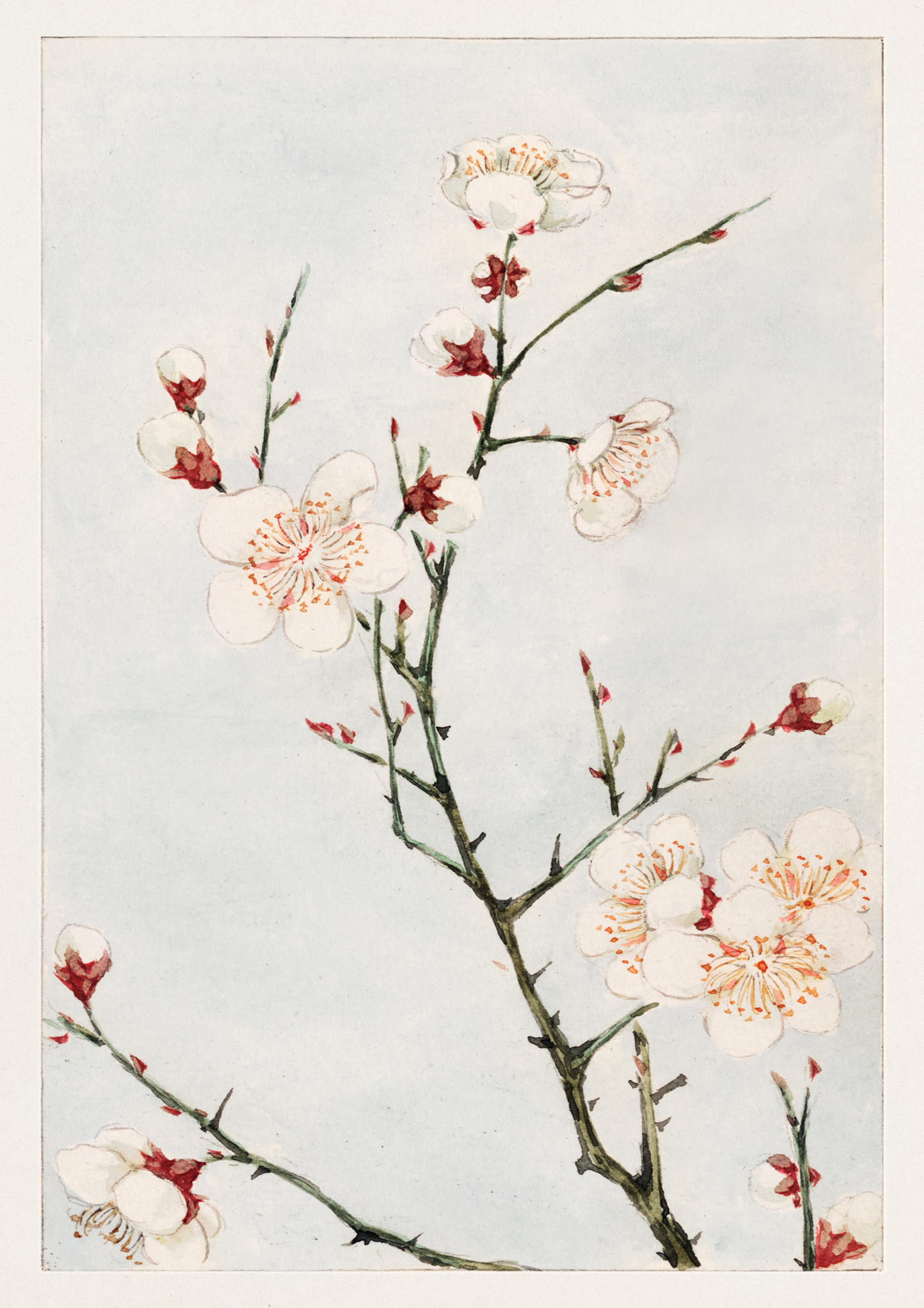 Megata Morikaga, Plum Branches Print