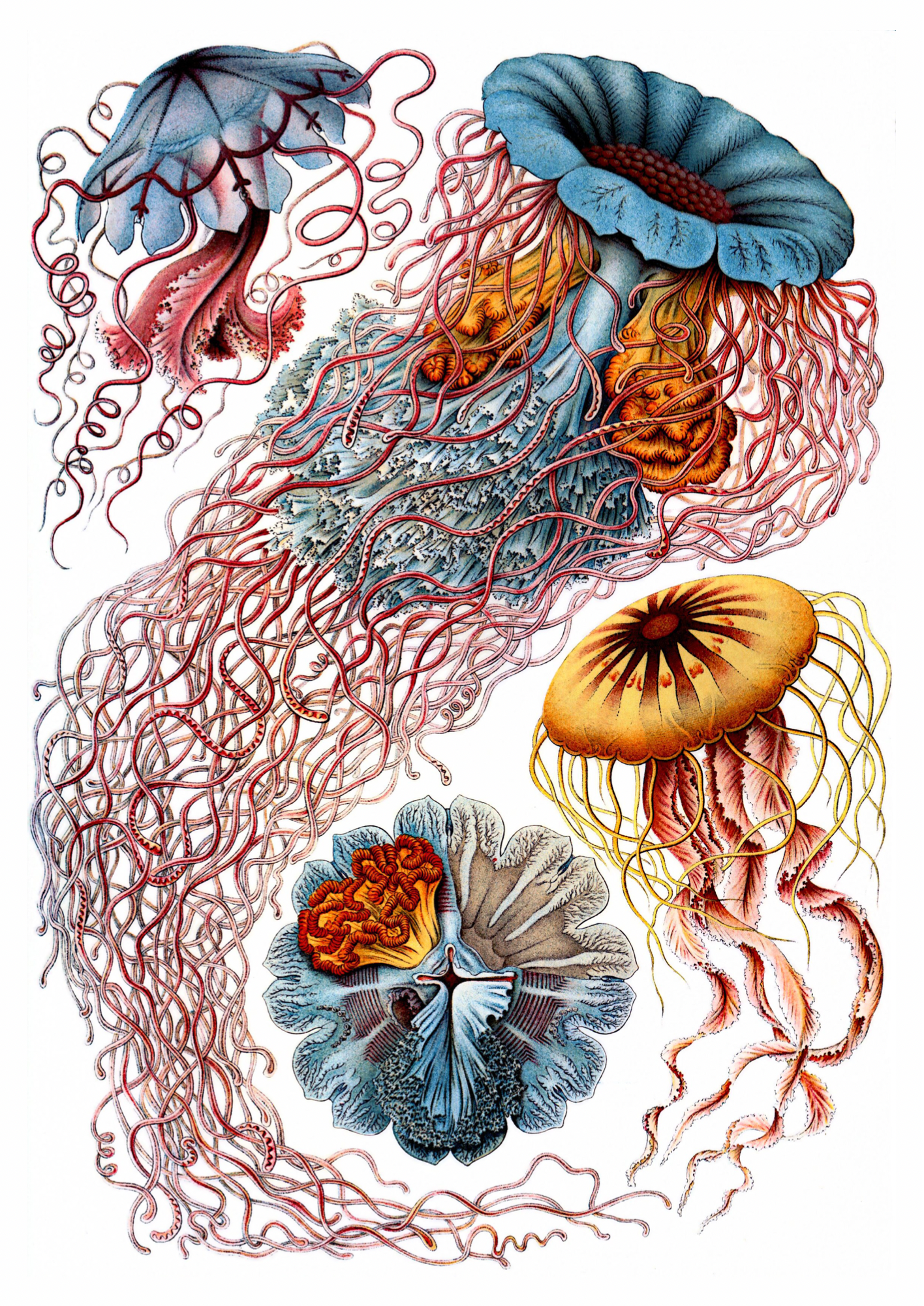 Vintage Art Forms of Nature Print
