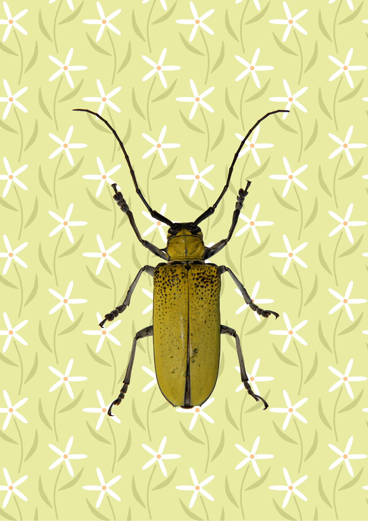 Beetle Print