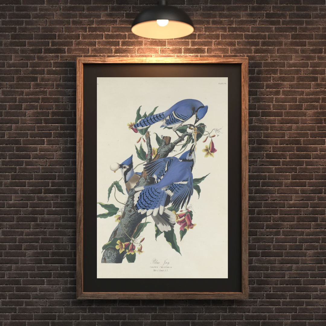 John James Audubon, Blue Jay Print