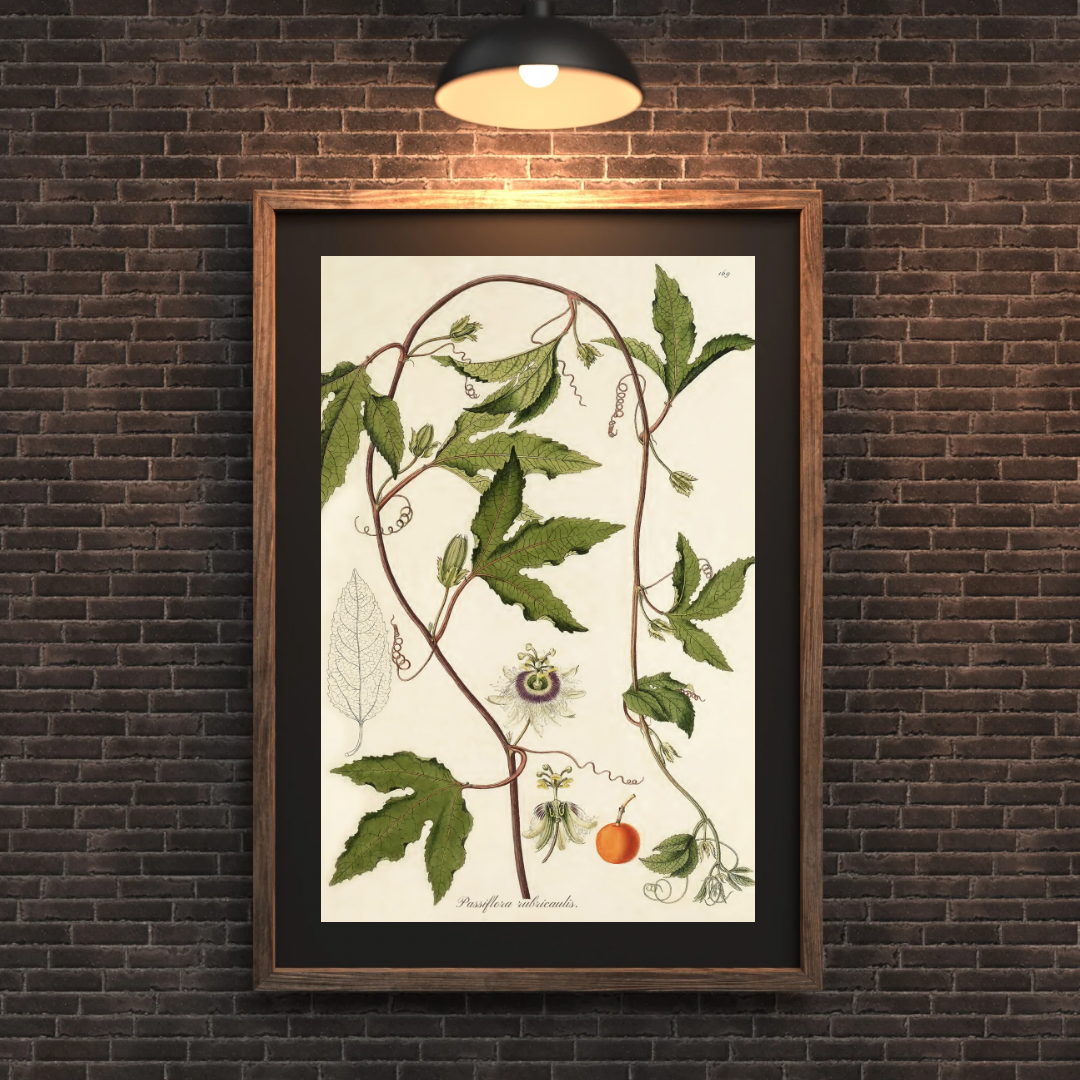 Vintage Passionflower Print