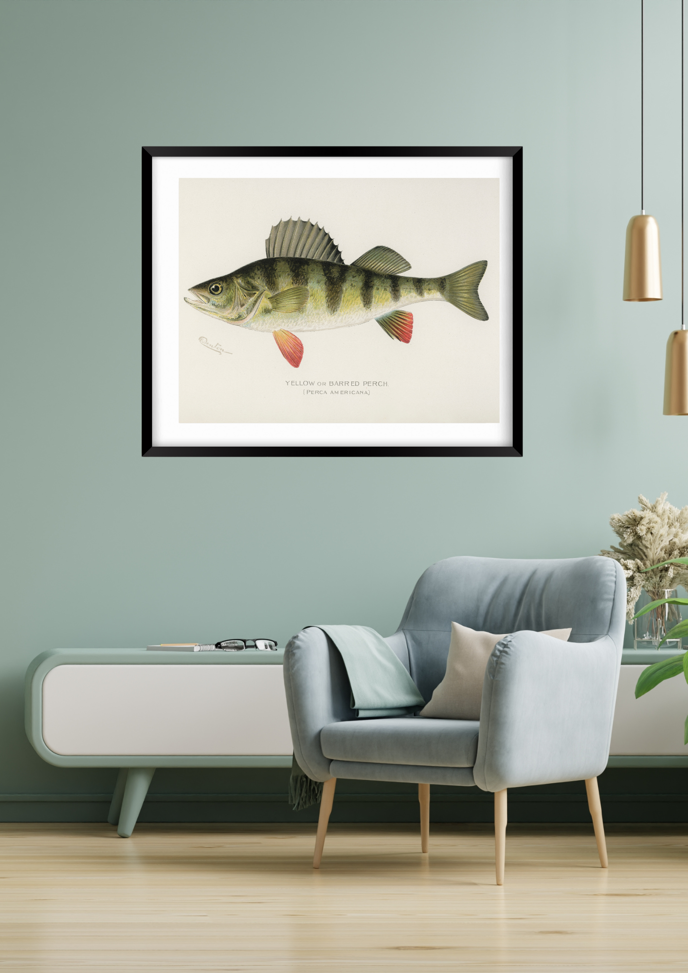 Yellow or Barred Perch Fishing Print