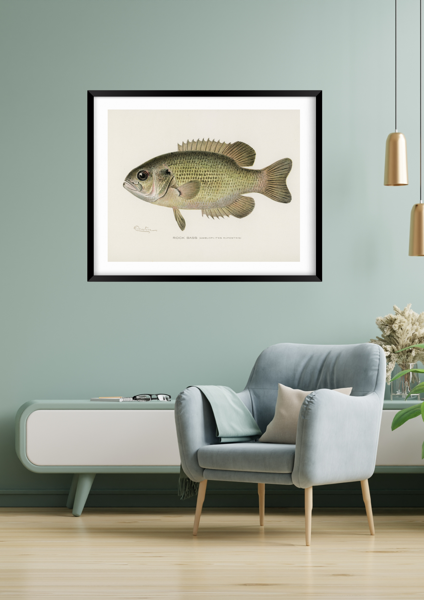 Rock Bass Fishing Print