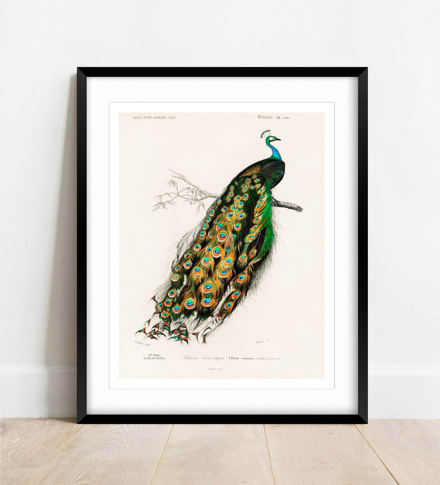 Peafowl Print: Vintage Animal Drawing, Wildlife Wall Art