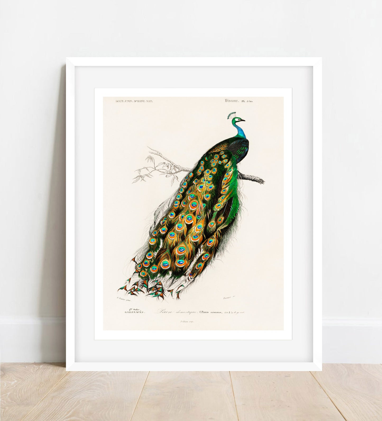 Peafowl Print: Vintage Animal Drawing, Wildlife Wall Art