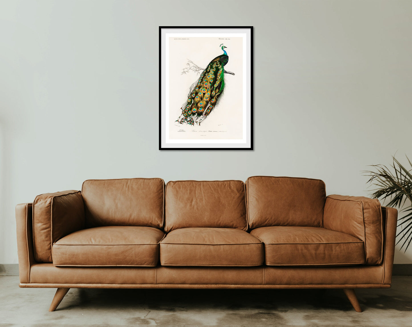 Peafowl Print: Vintage Animal Drawing, Wildlife Wall Art