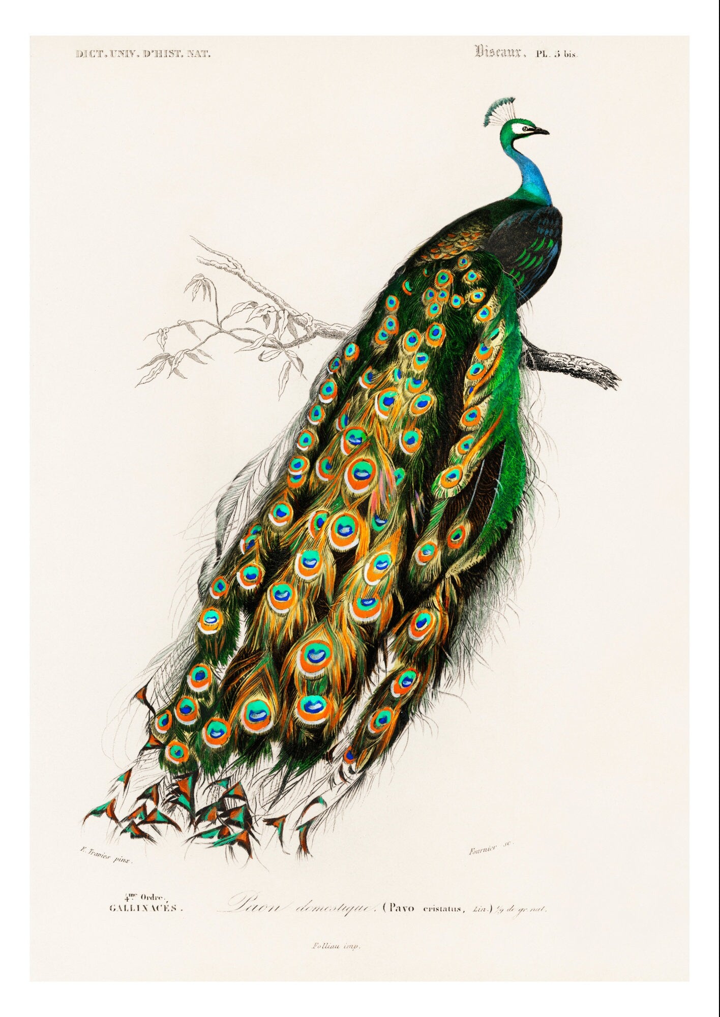Peafowl Print: Vintage Animal Drawing, Wildlife Wall Art