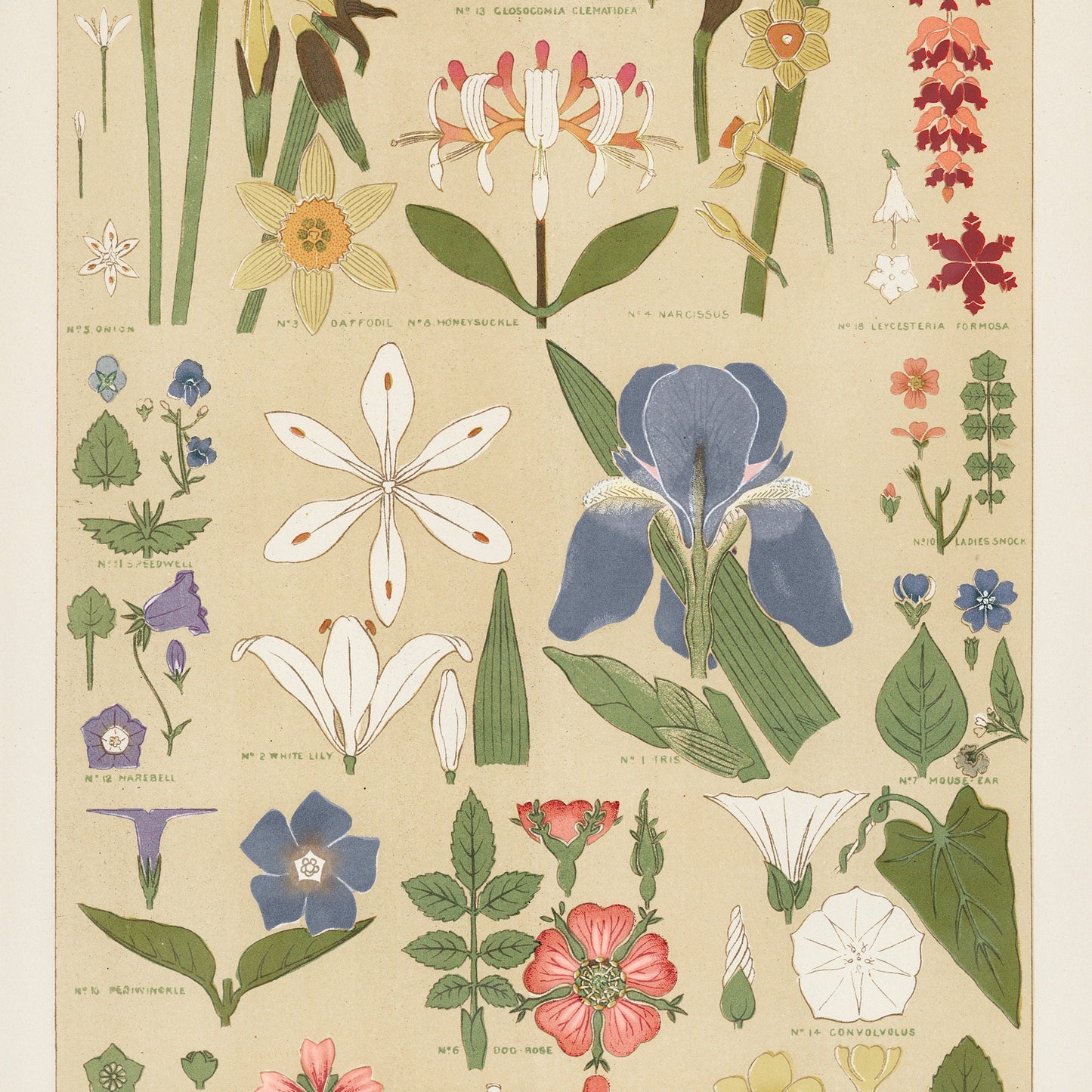 Owen Jones Vintage Botanical Print: Leaves & Flowers Wall Art