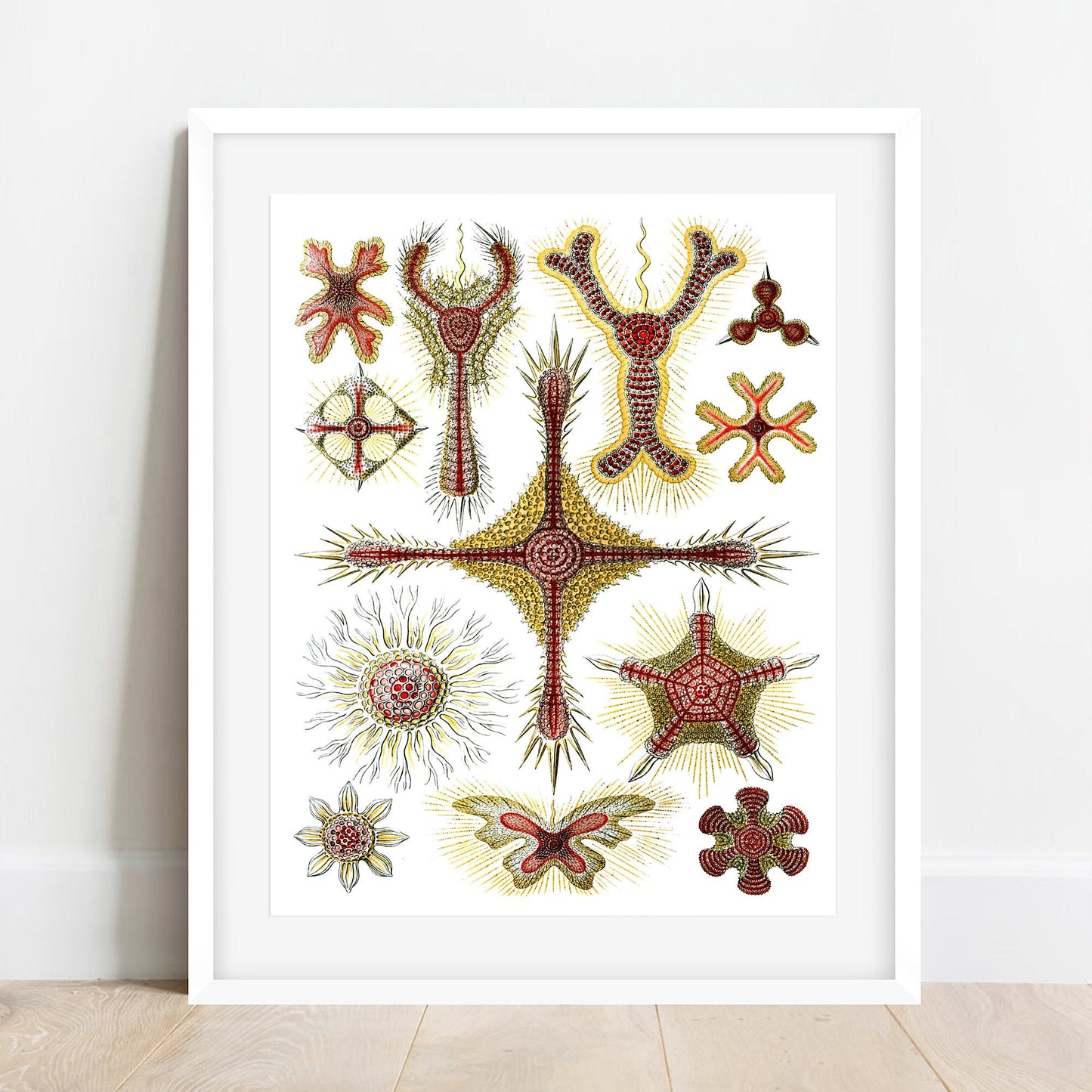 Ernst Haeckel Art Print: Marine Organisms Nautical Wall Art