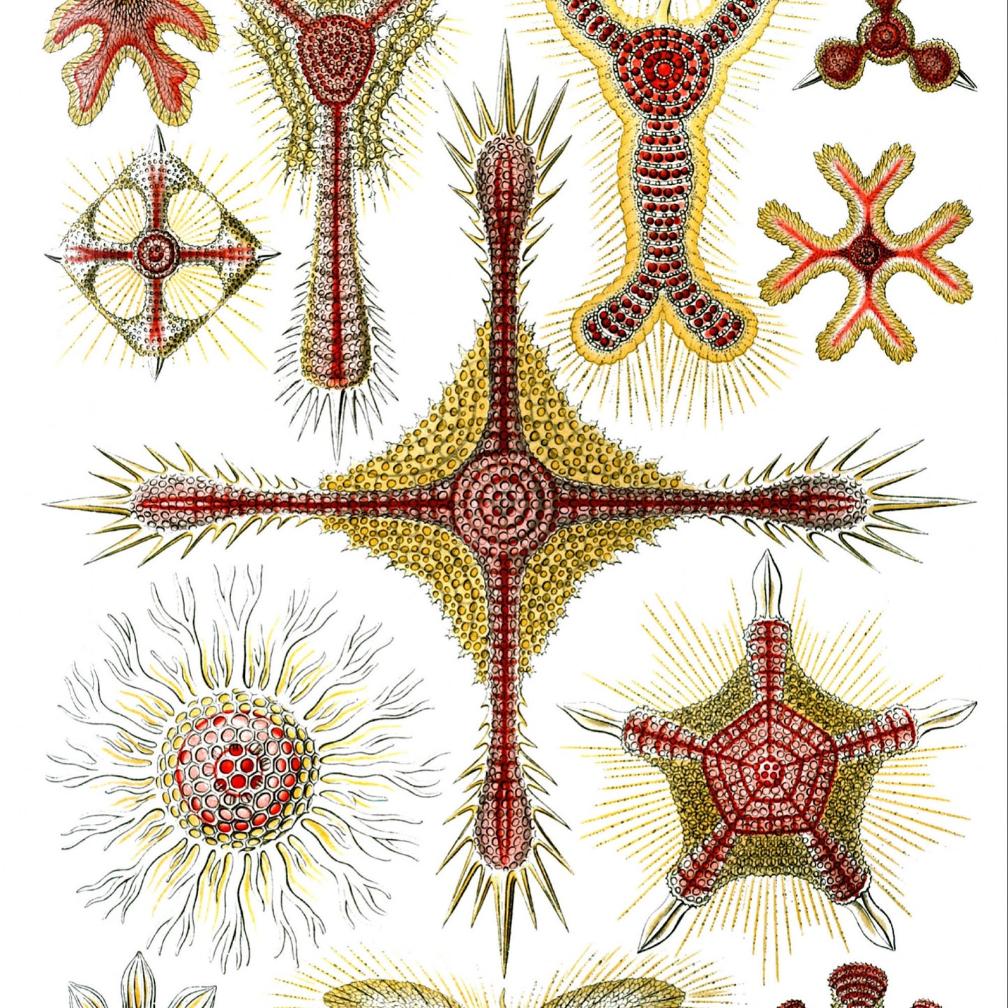 Ernst Haeckel Art Print: Marine Organisms Nautical Wall Art