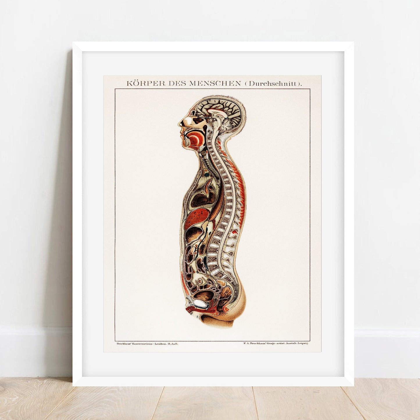 Korpers Des Menschen (1898) - Vintage Lithograph of the Anatomy of Man