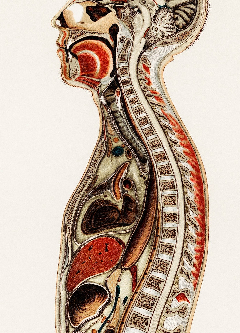 Korpers Des Menschen (1898) - Vintage Lithograph of the Anatomy of Man