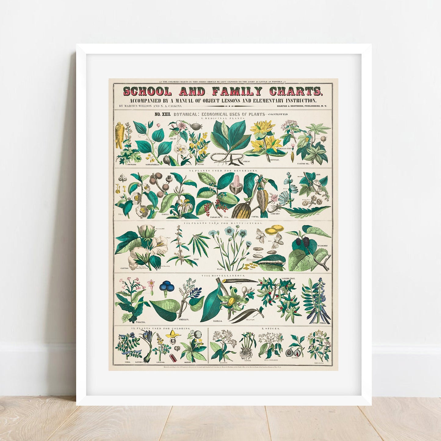 Vintage Botanical Print: School and Family Charts No XXII (A4/A3)