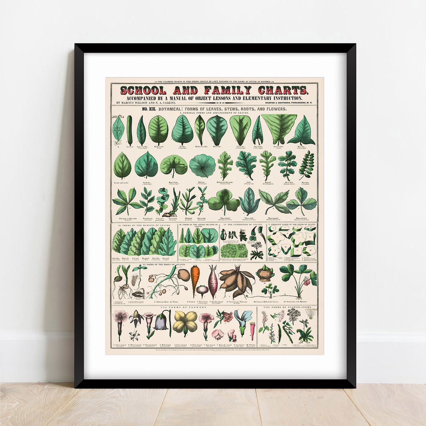 Vintage Botanical Print: School and Family Charts, 1890 (A4/A3)