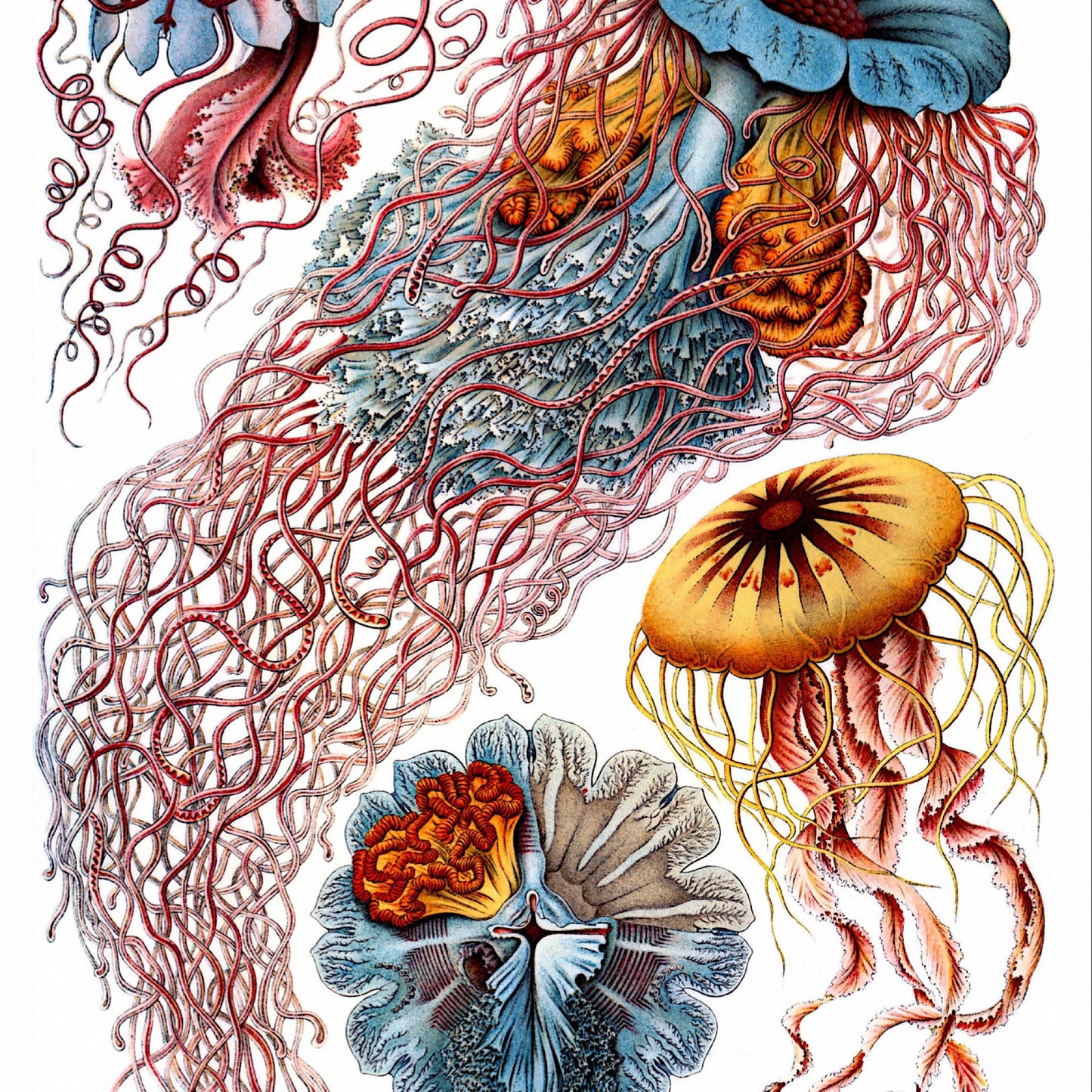 Ernst Haeckel Jellyfish Print: Vintage Marine Art (A4/A3)