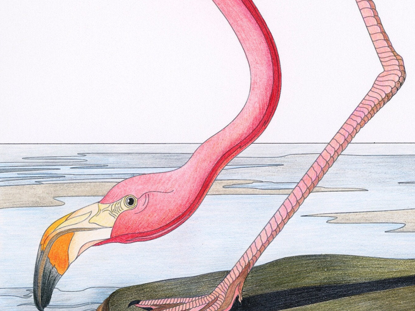 Audubon Pink Flamingo Print: Vintage Bird Illustration (A4/A3)