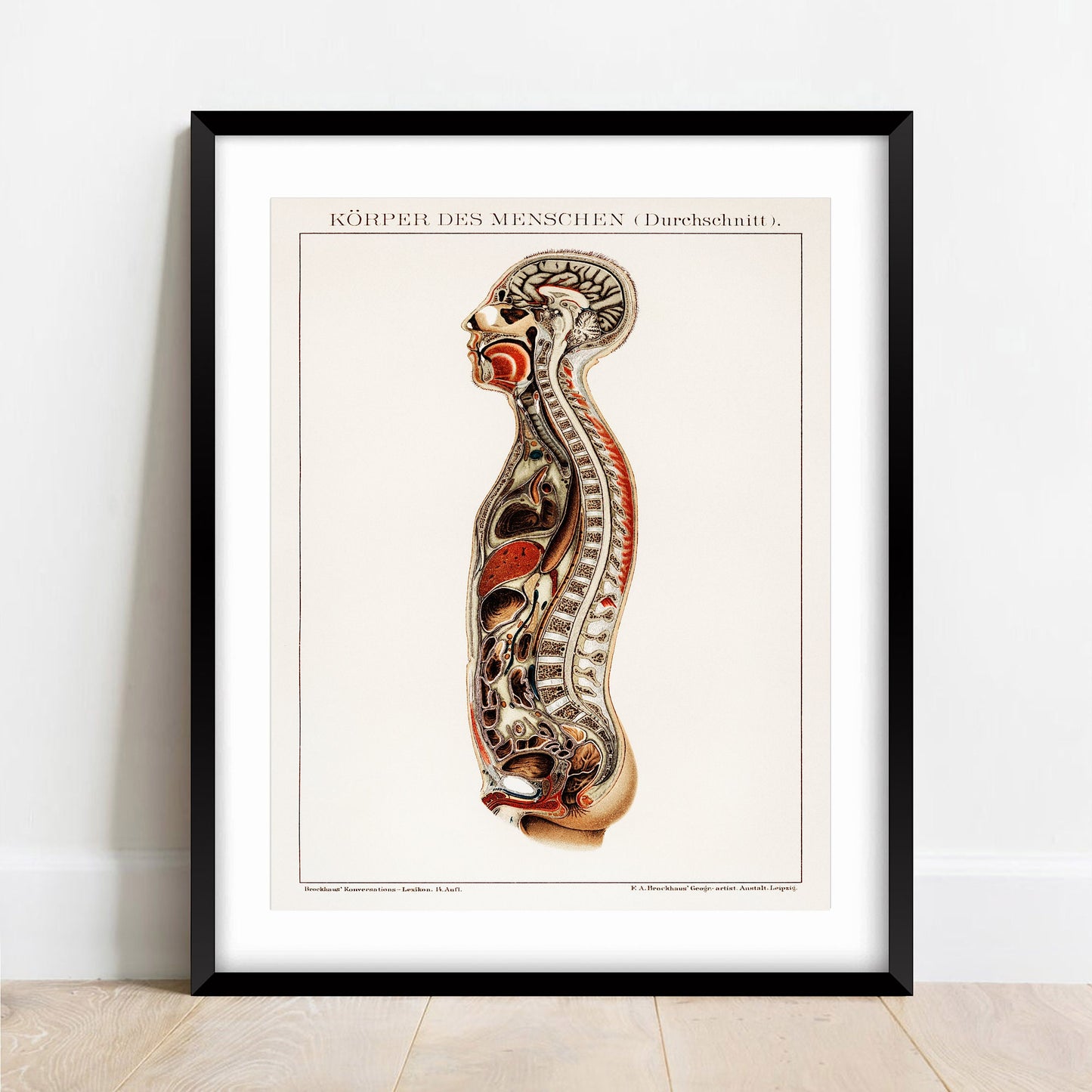 Korpers Des Menschen (1898) - Vintage Lithograph of the Anatomy of Man