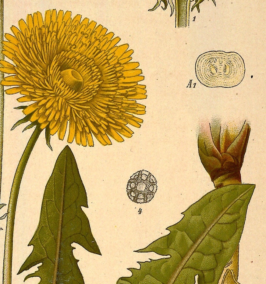 Vintage Dandelion Print: Botanical Wall Art