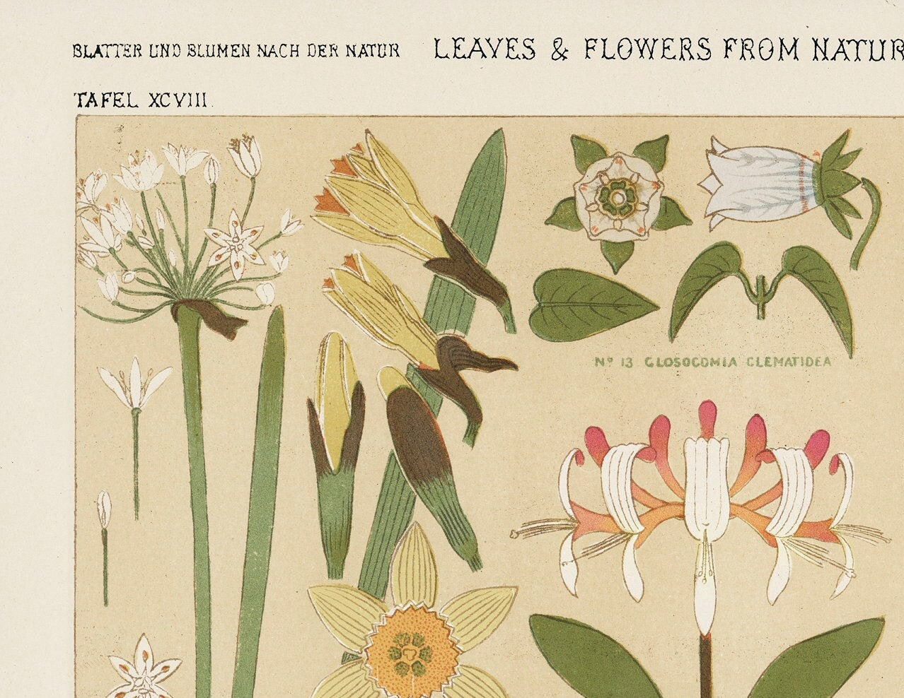 Owen Jones Vintage Botanical Print: Leaves & Flowers Wall Art