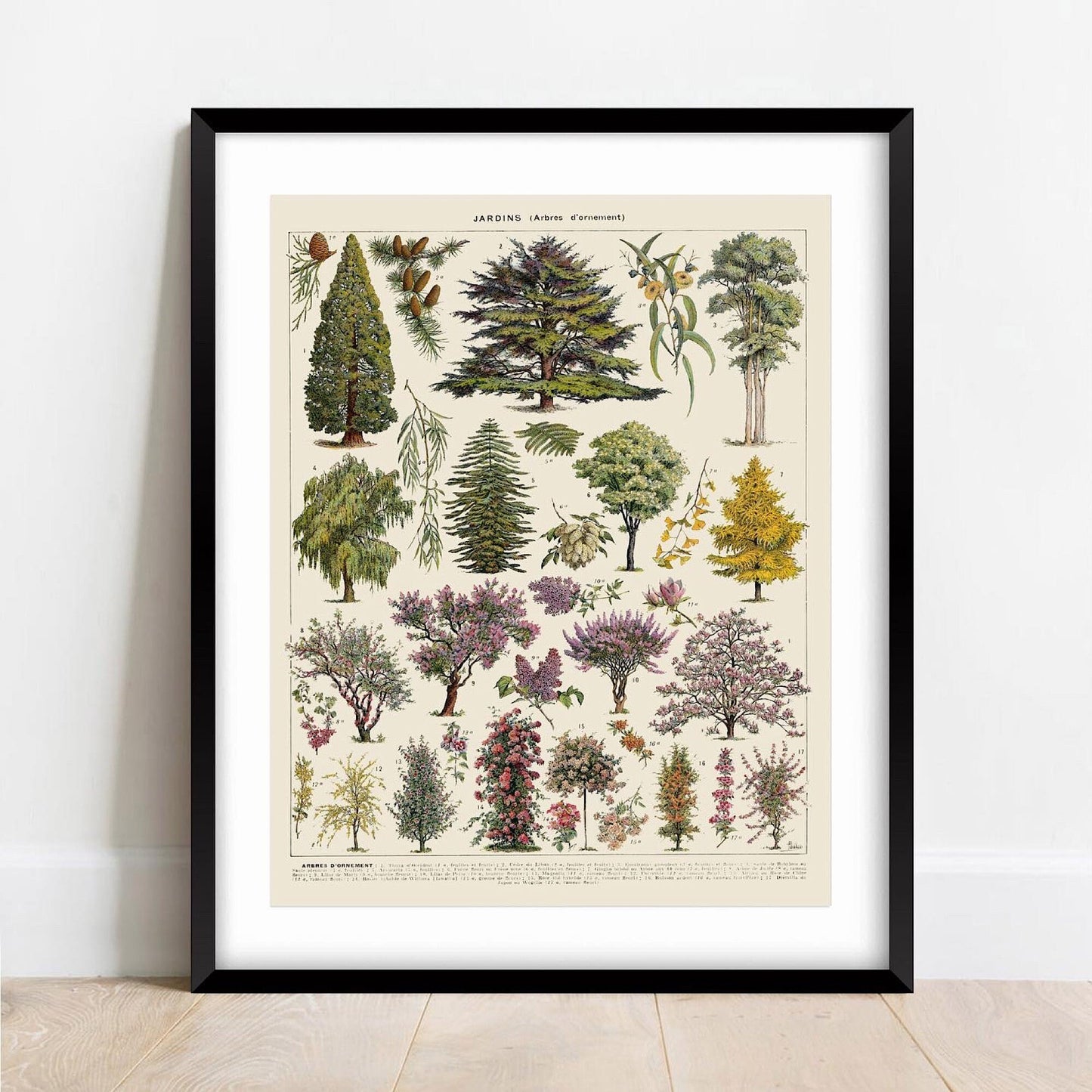 Vintage Tree Poster: Ornamental Garden Plants, Botanical Wall Art