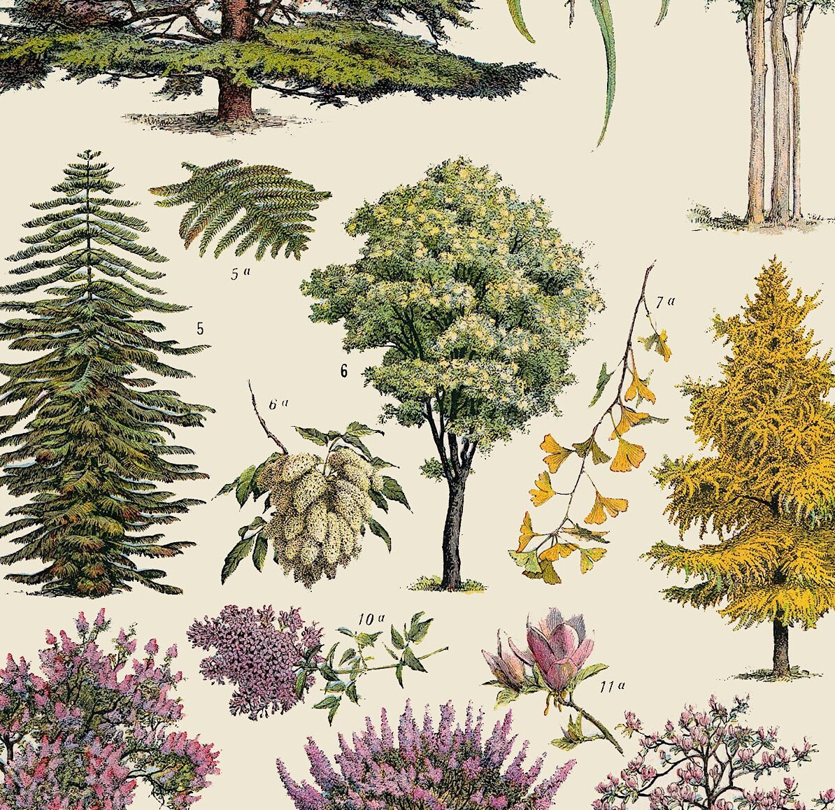 Vintage Tree Poster: Ornamental Garden Plants, Botanical Wall Art