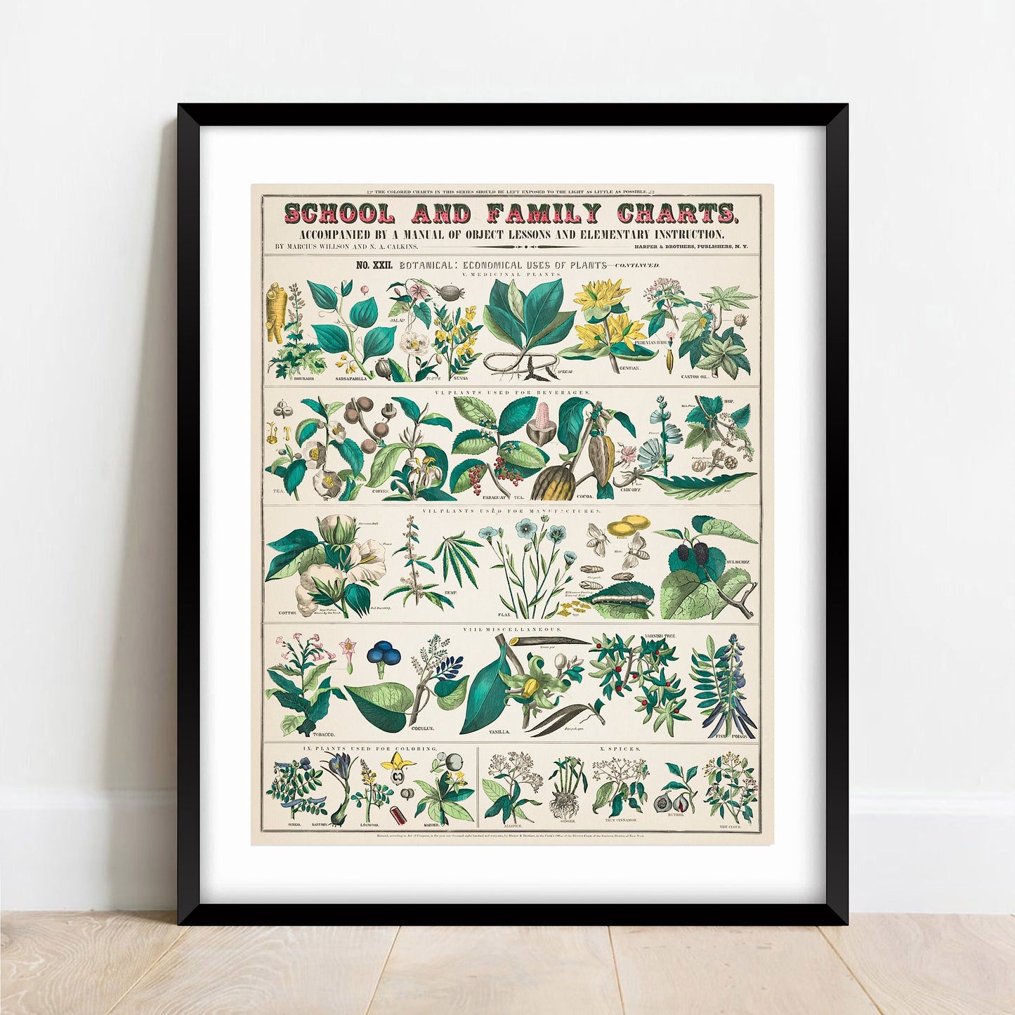 Vintage Botanical Print: School and Family Charts No XXII (A4/A3)
